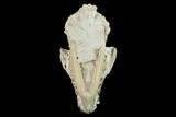 Fossil Oreodont (Merycoidodon) Skull - Wyoming #134356-2